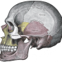 gray_side_view_skull.png