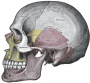 gray_side_view_skull.png